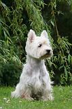 WESTIE 470